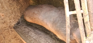 vand porc. - imagine 2