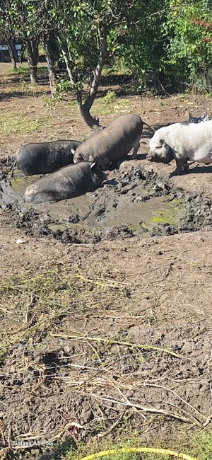 Porc vietnamez pentru consum - imagine 3