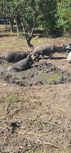 Porc vietnamez pentru consum - imagine 4