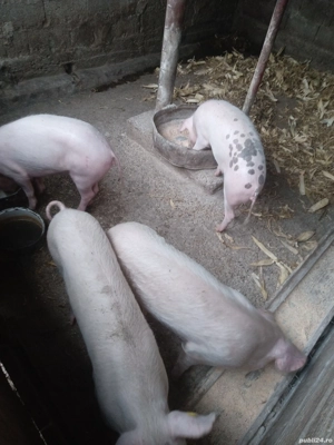 porci de vânzare,soldani,la 60-70 de kg,sunt purcele,950 de lei bucata negociabil  - imagine 4