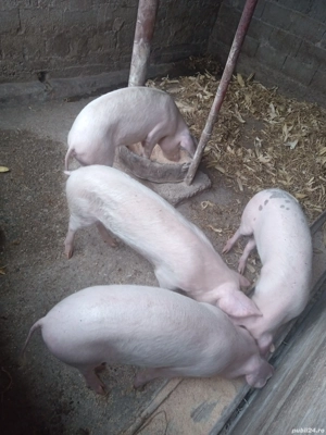 porci de vânzare,soldani,la 60-70 de kg,sunt purcele,950 de lei bucata negociabil  - imagine 2