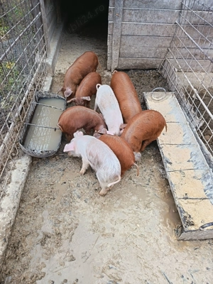 Vând purcei Duroc 