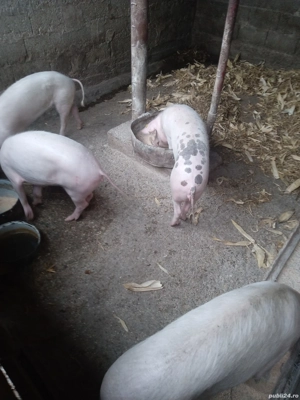 porci de vânzare,soldani,la 60-70 de kg,sunt purcele,950 de lei bucata negociabil  - imagine 3