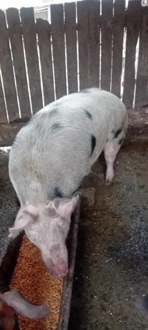 Vind porci Balesti Cozmesti 13 lei pe kg  - imagine 3