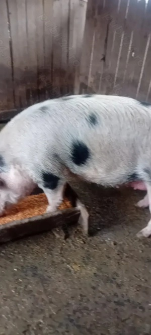 Vind porci Balesti Cozmesti 13 lei pe kg  - imagine 5