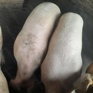 Porci de tara - imagine 2