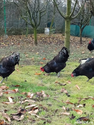 vand cocos tineret - imagine 2