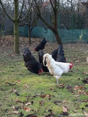 vand cocos tineret - imagine 3