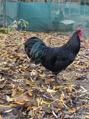 vand cocos tineret - imagine 5