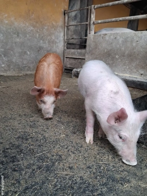 de vânzare 2 purcei de 8 săptămâni ofer transport 