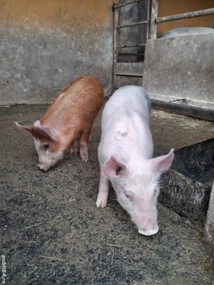 de vânzare 2 purcei de 8 săptămâni ofer transport  - imagine 3