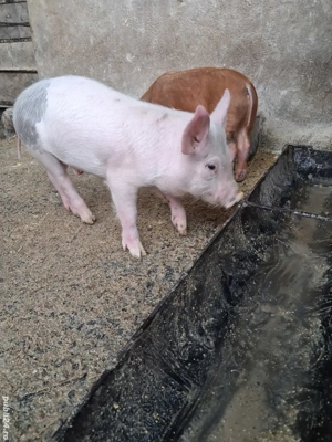 de vânzare 2 purcei de 8 săptămâni ofer transport  - imagine 2