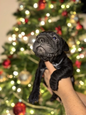   Puiuți Shar-Pei negri   disponibili înainte de Sărbători!  