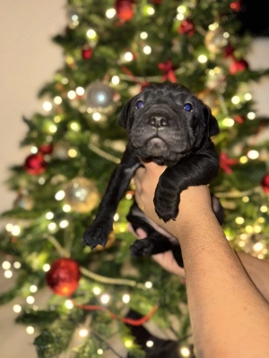   Puiuți Shar-Pei negri   disponibili înainte de Sărbători!   - imagine 2