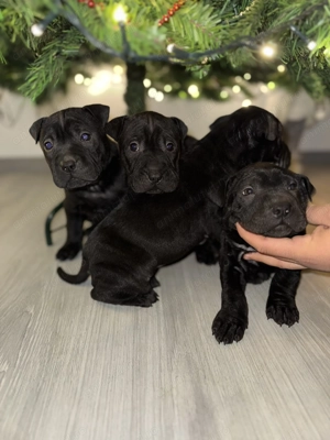   Puiuți Shar-Pei negri   disponibili înainte de Sărbători!   - imagine 3