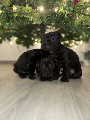   Puiuți Shar-Pei negri   disponibili înainte de Sărbători!   - imagine 4