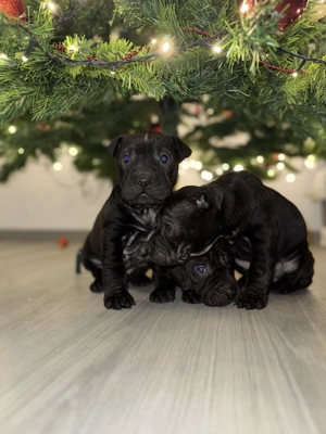   Puiuți Shar-Pei negri   disponibili înainte de Sărbători!   - imagine 5