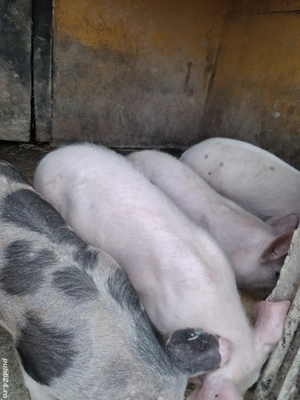 de vânzare 4 șoldănei 13 săptămâni ofer transport 