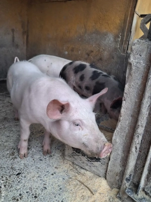 de vânzare 4 șoldănei 13 săptămâni ofer transport  - imagine 5