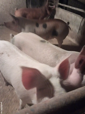 de vânzare 5 masculi 70..110 kg ofer transport  - imagine 4