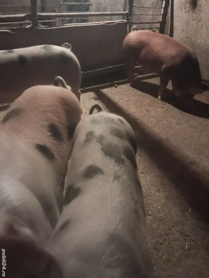 de vânzare 5 masculi 70..110 kg ofer transport  - imagine 2