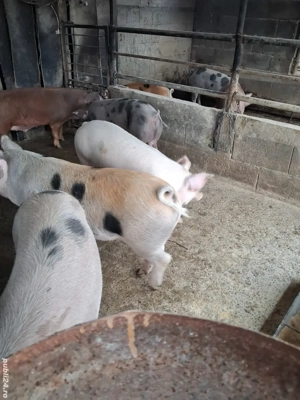 de vânzare 5 masculi 70..110 kg ofer transport  - imagine 3