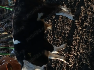 Vand vitel varsta 5 luni rasa baltat