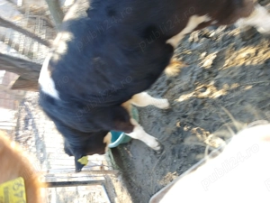 Vand vitel varsta 5 luni rasa baltat - imagine 2