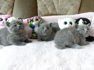 British shorthair - imagine 2