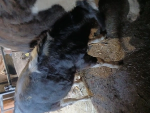 Vand vitel varsta 5 luni rasa baltat - imagine 5