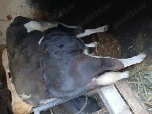 Vand vitel varsta 5 luni rasa baltat - imagine 3