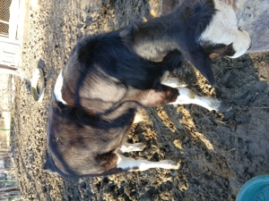 Vand vitel varsta 5 luni rasa baltat - imagine 4