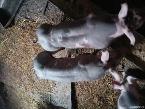 purcei pietrani de vânzare rasă pură 