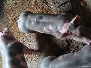 purcei pietrani de vânzare rasă pură  - imagine 2