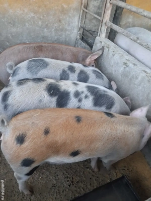 de vânzare 4 scrofițe 70..75 kg rasă duroc și petrean crescuți la țară ofer transport 