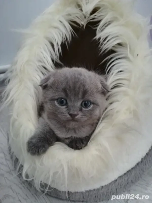 Scottish fold
