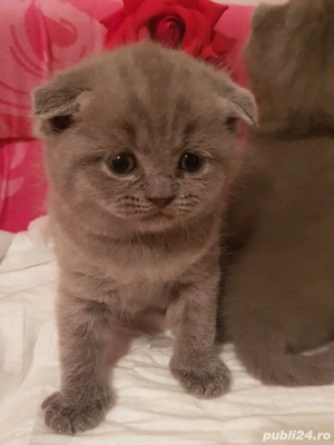 Scottish fold