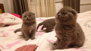 Scottish fold
