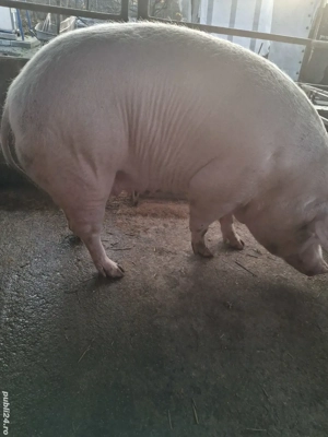 de vânzare scroafă 270..280 kg rasă marele alb ofer transport 