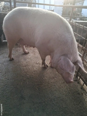 de vânzare scroafă 270..280 kg rasă marele alb ofer transport  - imagine 4