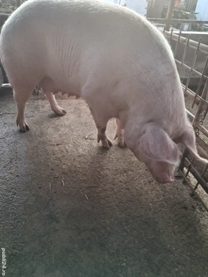 de vânzare scroafă 270..280 kg rasă marele alb ofer transport  - imagine 5