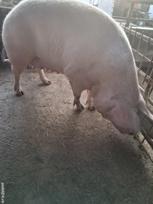 de vânzare scroafă 270..280 kg rasă marele alb ofer transport  - imagine 3