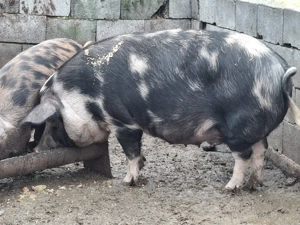 Porci de vânzare 