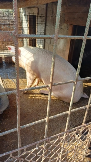 Vand porc detali la telefon 