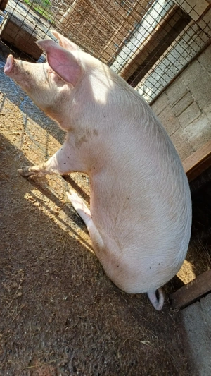 Vand porc detali la telefon  - imagine 2