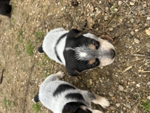 Catei de vanatoare de vanzare  - imagine 2