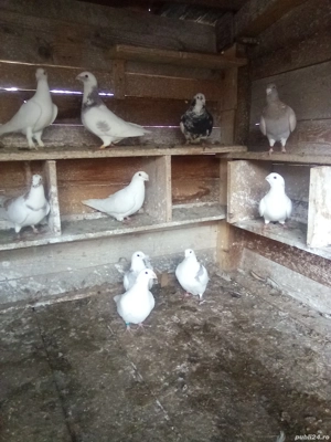 vând porumbei standard Prahova