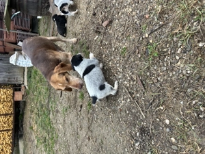 Catei de vanatoare de vanzare 