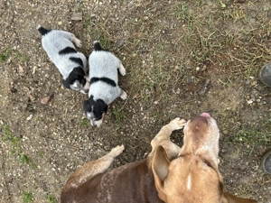 Catei de vanatoare de vanzare  - imagine 5