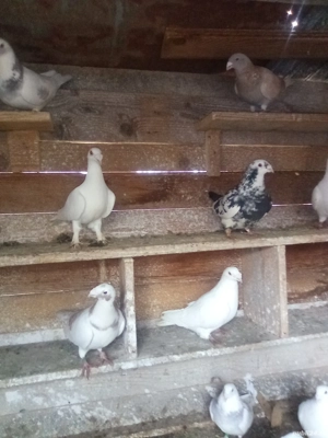 vând porumbei standard Prahova - imagine 2